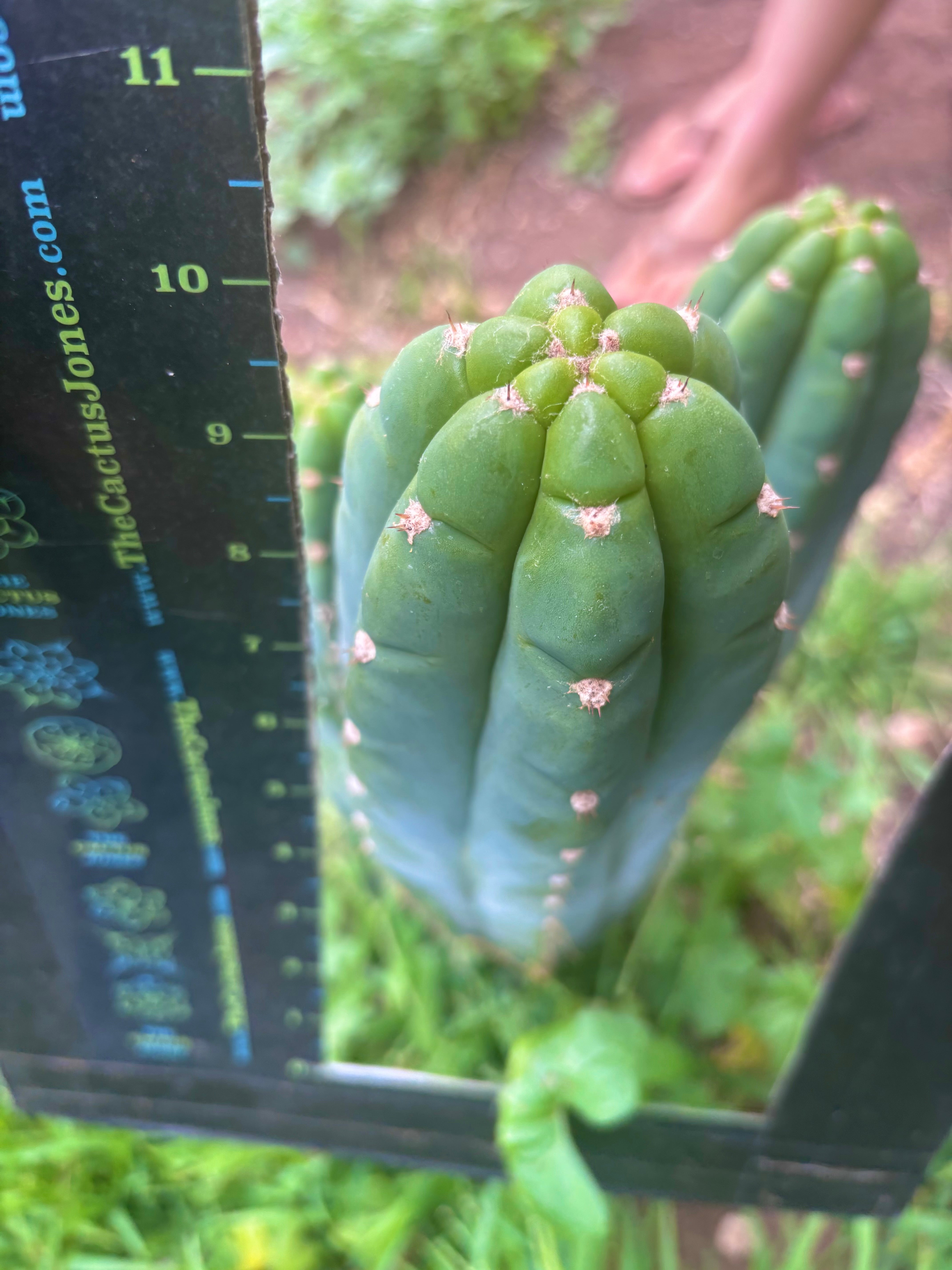 👑 Gene’s Driveway — 10” Tips