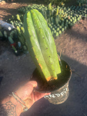 👑🌶️🌶️ Landfill — Rooted Plump 12”