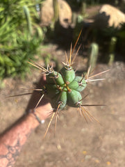 👑🌶️🌶️ Pala! — Rooted XL Graft