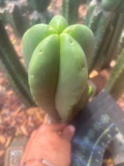 💎👑🌶️ Ferah — Chubby 9” Tip