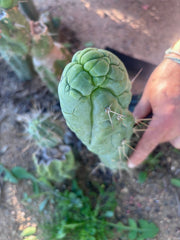 💎👑 Bruce’s Dragon — 8” Tip
