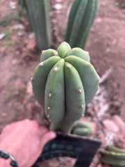 👑🌶️ Jonesy07 — 10” Tip