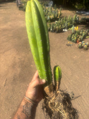💎 Landfill x Super Pedro — Seed Grown XL 15” Full Roots