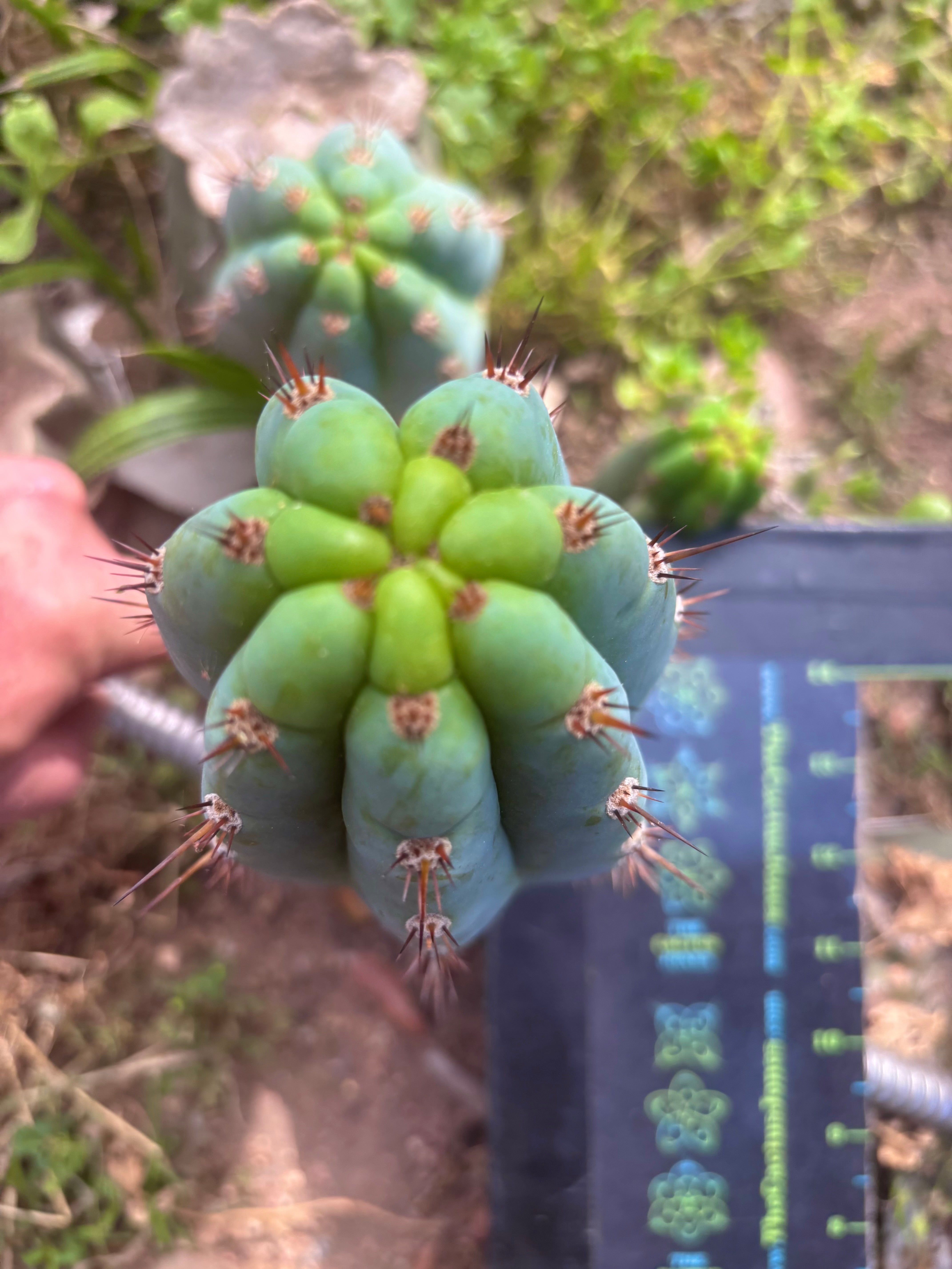 💎👑  Bart (Monassa Blue) — 8” Pup