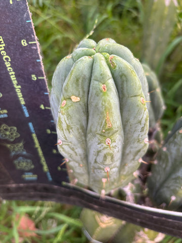 💎👑🌶️🌶️ Austy’s Bomb — 6” Grenade