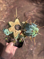 🌶️ Psycho0’ x OTB — Rooted Mid with Pups