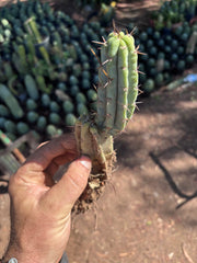 👑🌶️🌶️ Pala! — 9” Rooted