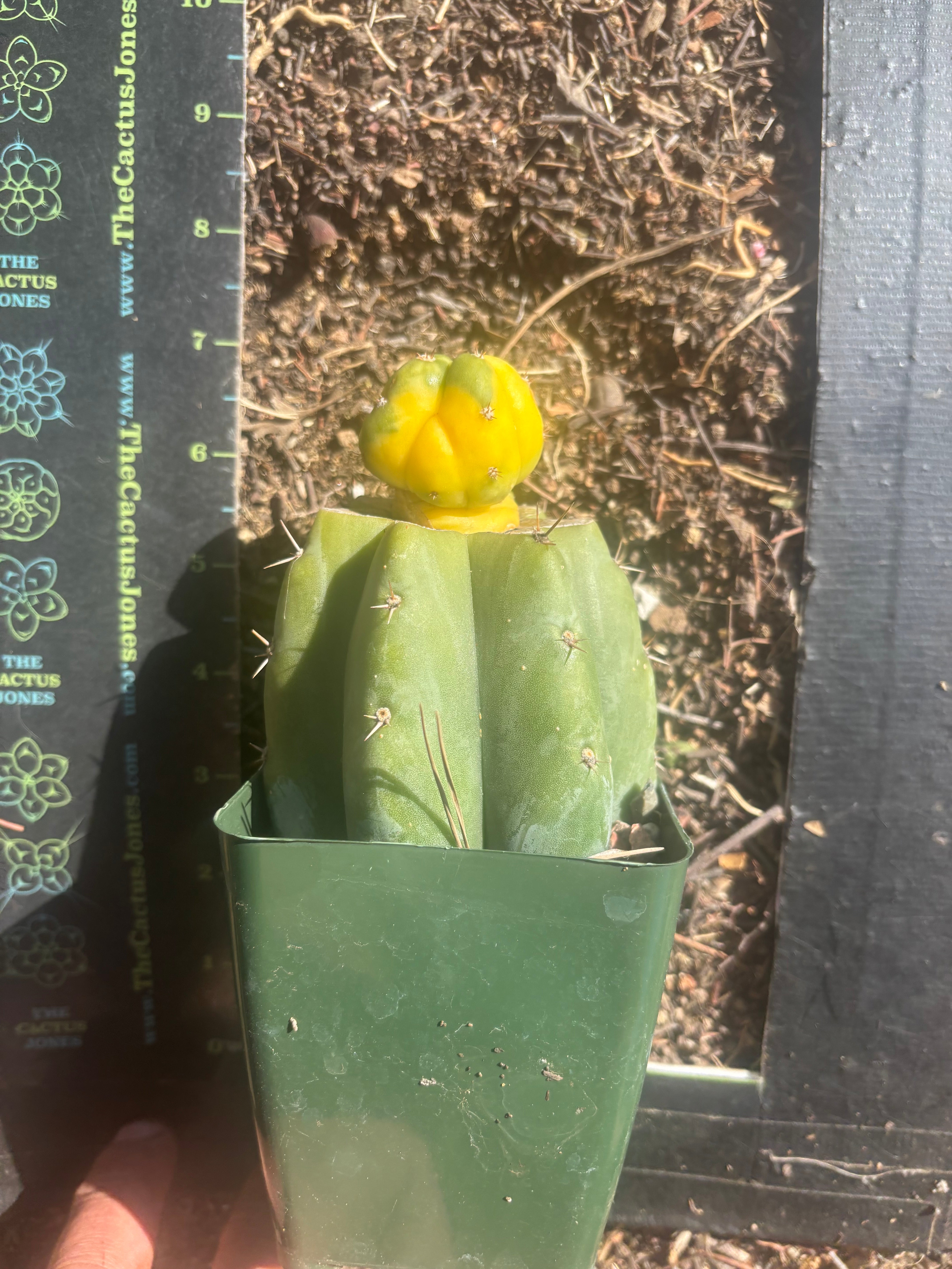 💎🔰 Ferah x Velvet, Vari #3 (FVV3)— Rooted Tip Graft