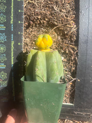 💎🔰 Ferah x Velvet, Vari #3 (FVV3)— Rooted Tip Graft