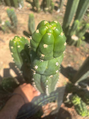 💎👑🌶️ Huancabamba — XL 16” Tip