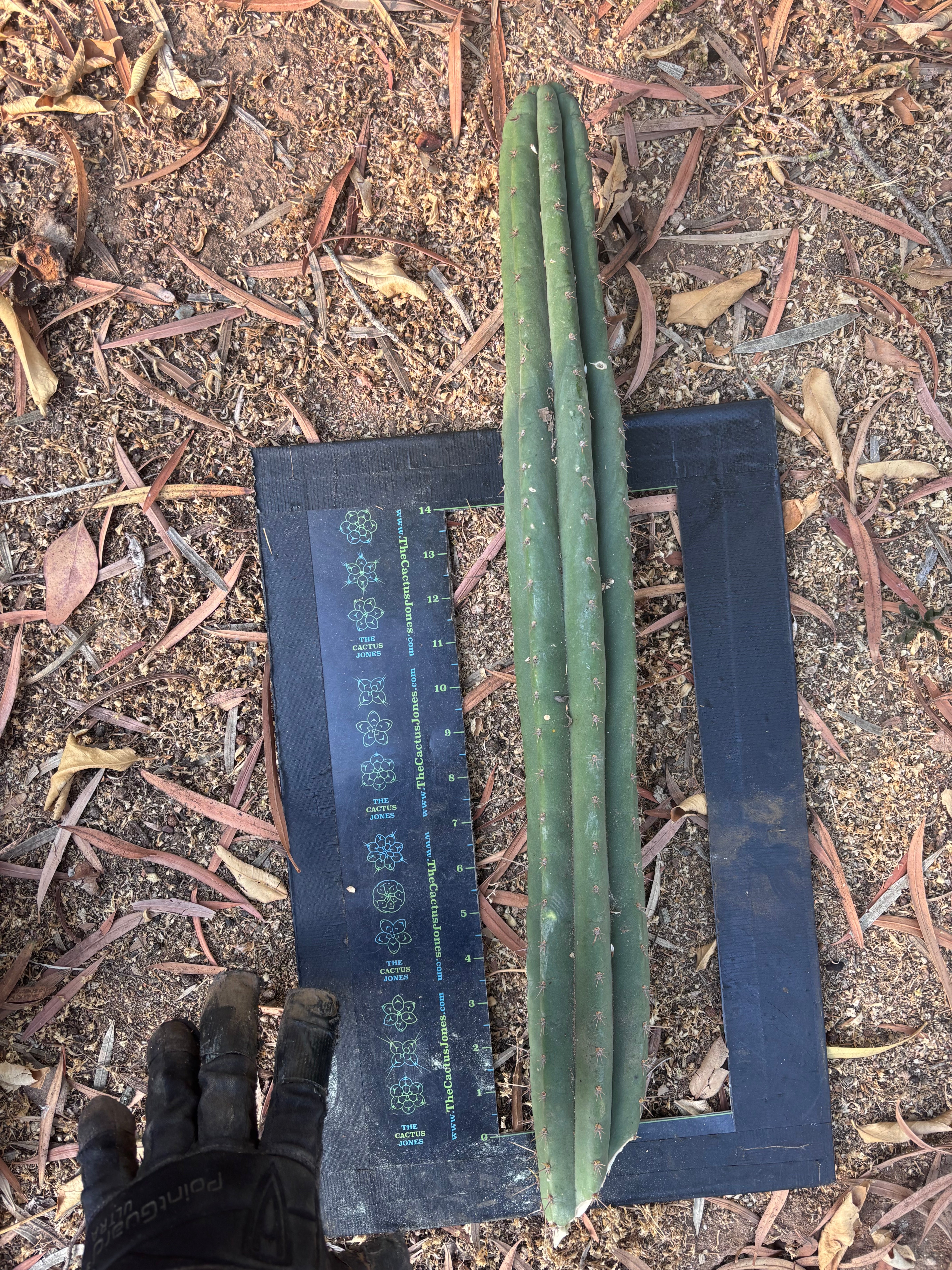 👑🌶️ KK339 — 21” Tip