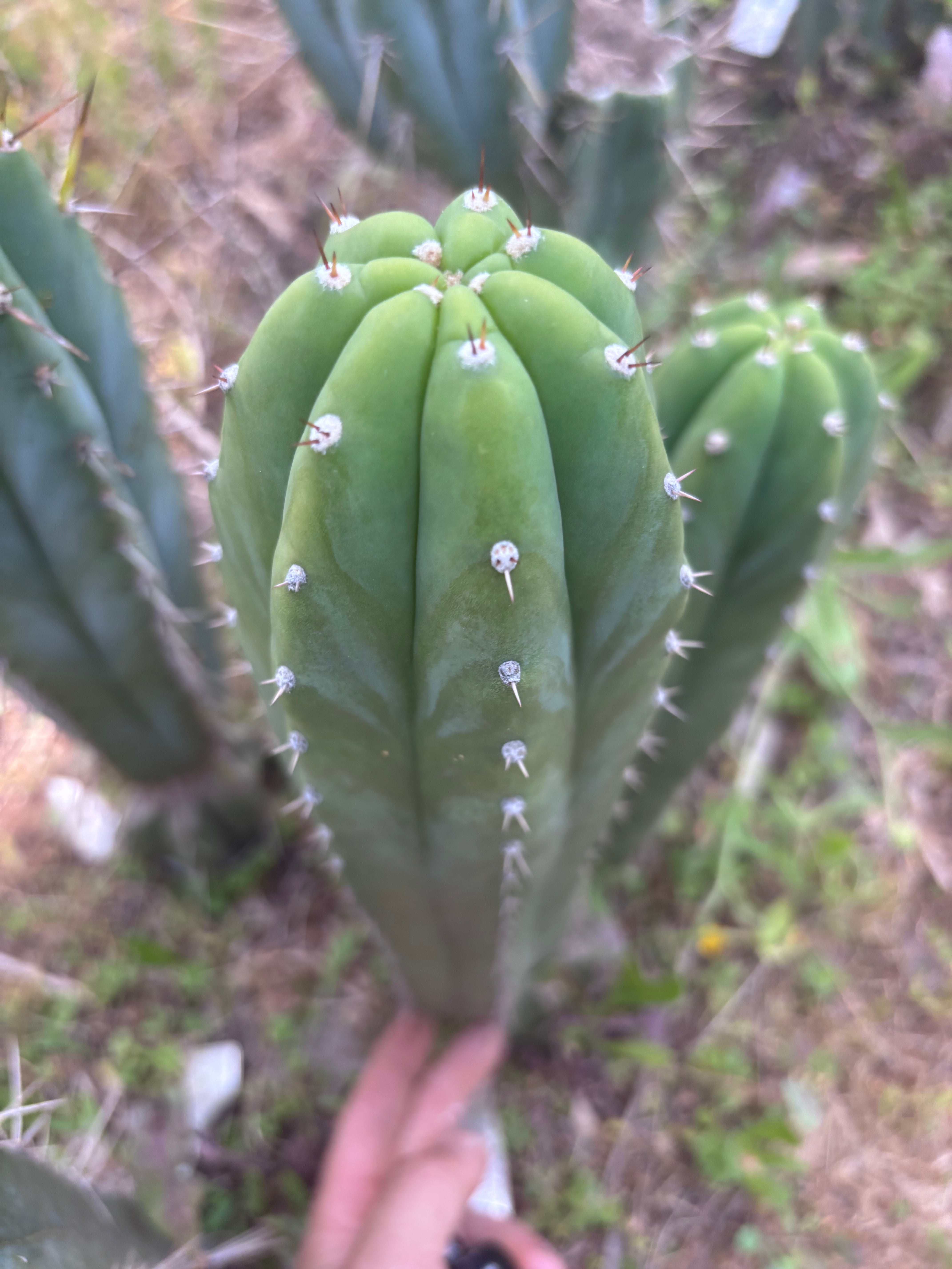 👑 Lancas Mountains — 13” Pup