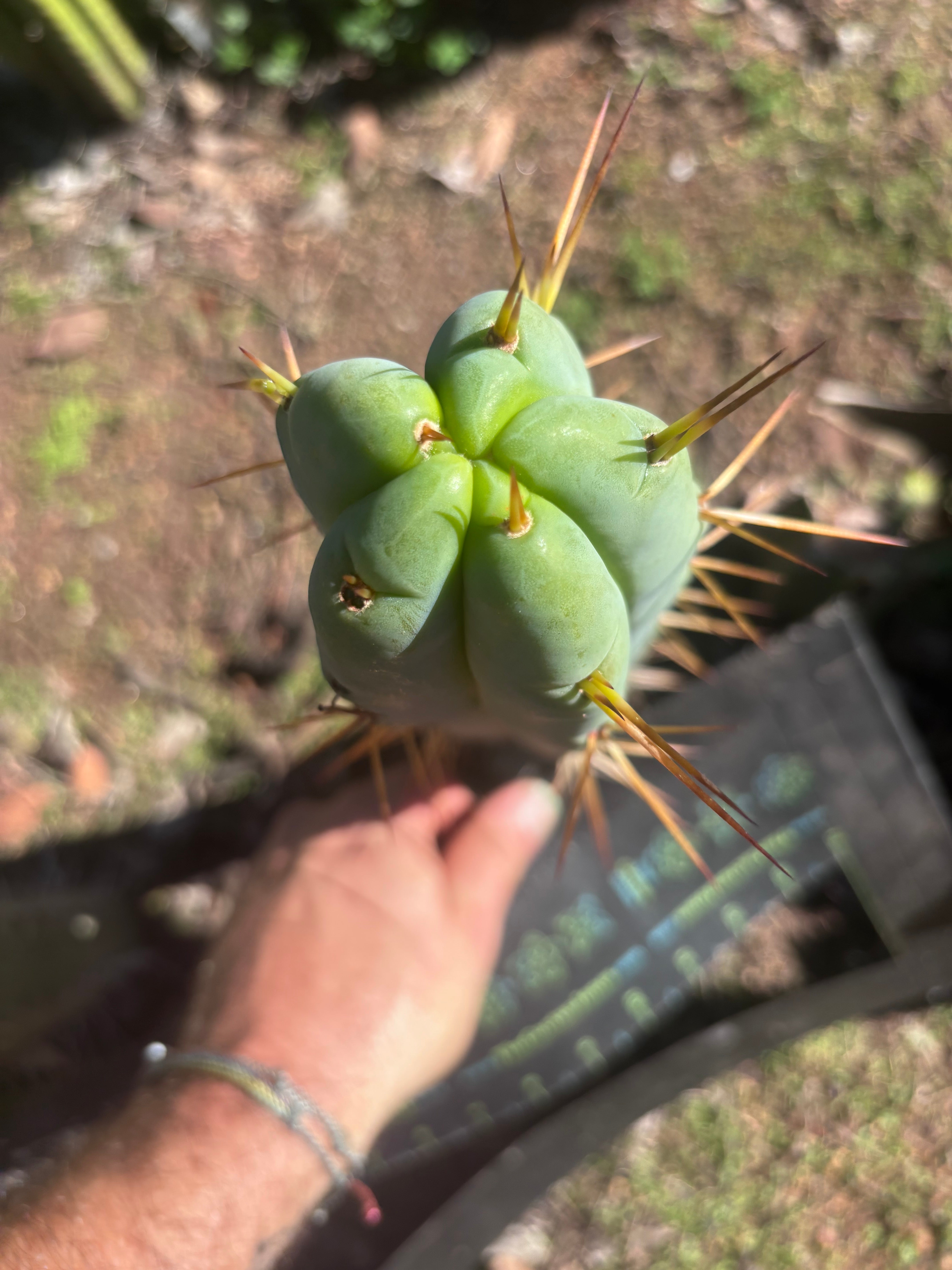 👑🌶️ Basement Shaman — 11” Tip