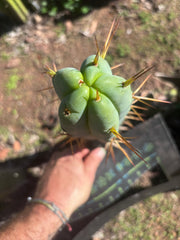 👑🌶️ Basement Shaman — 11” Tip