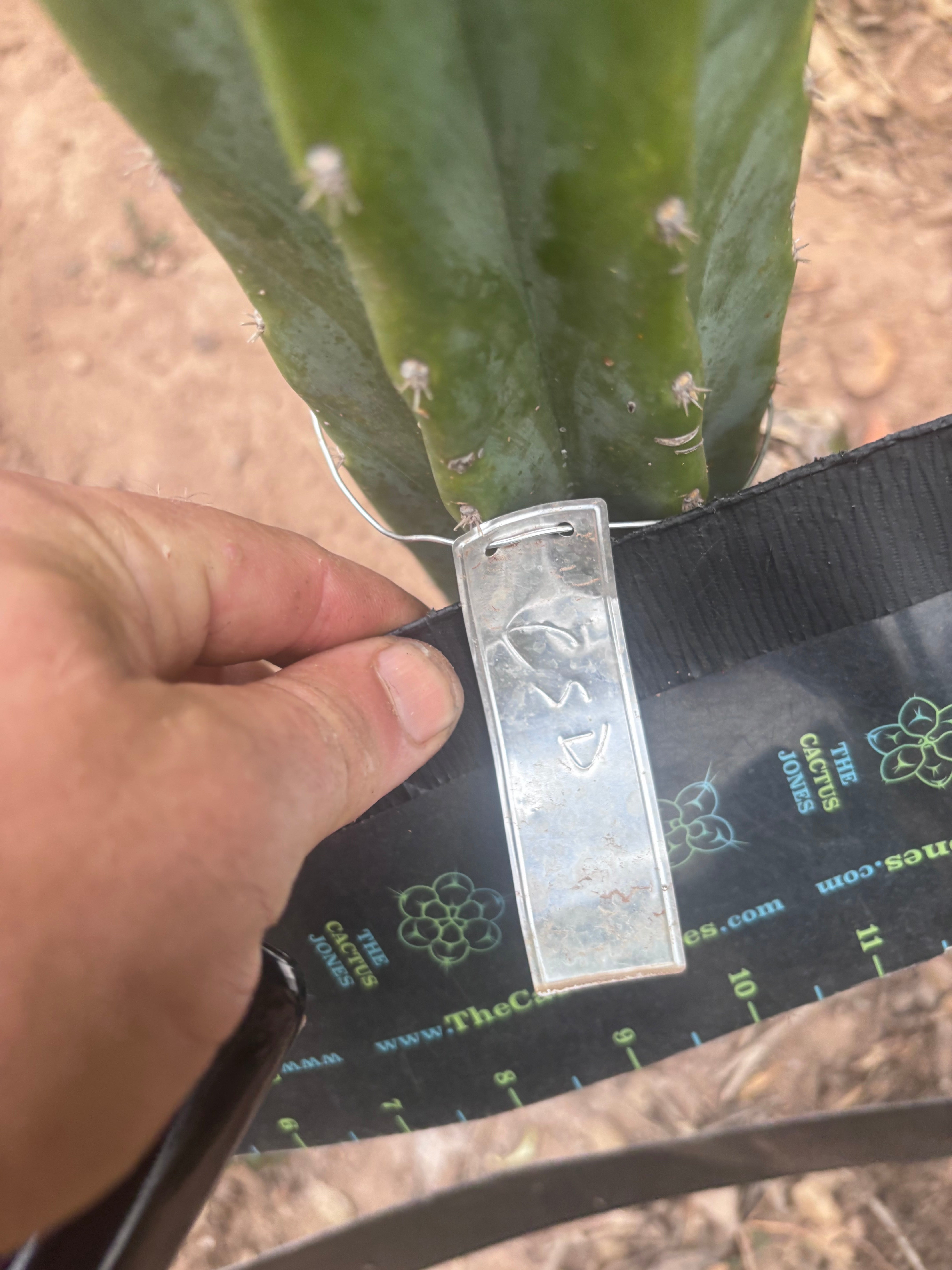 👑💎🌶️  CSD — Large Tip Graft