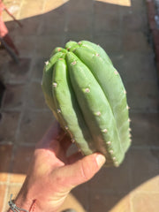 💎👑🌶️ Pierre — Chonky 10” Pup
