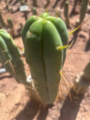 🌶️ 805 — 15” Tip
