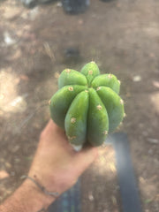 👑🌶️🌶️ Landfill — 11” Tip