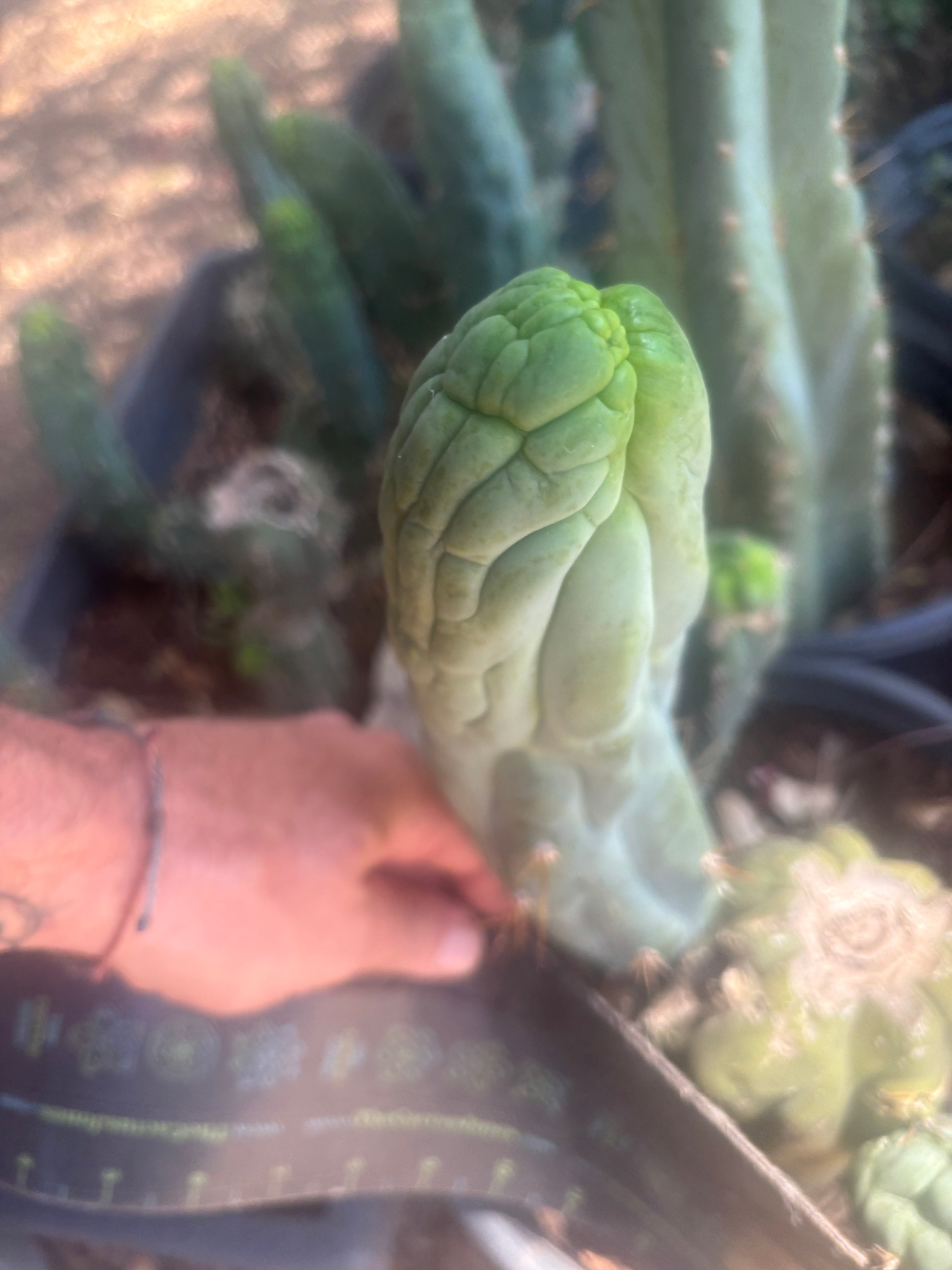 💎👑🐉 Bruce’s Dragon — 9” Pup