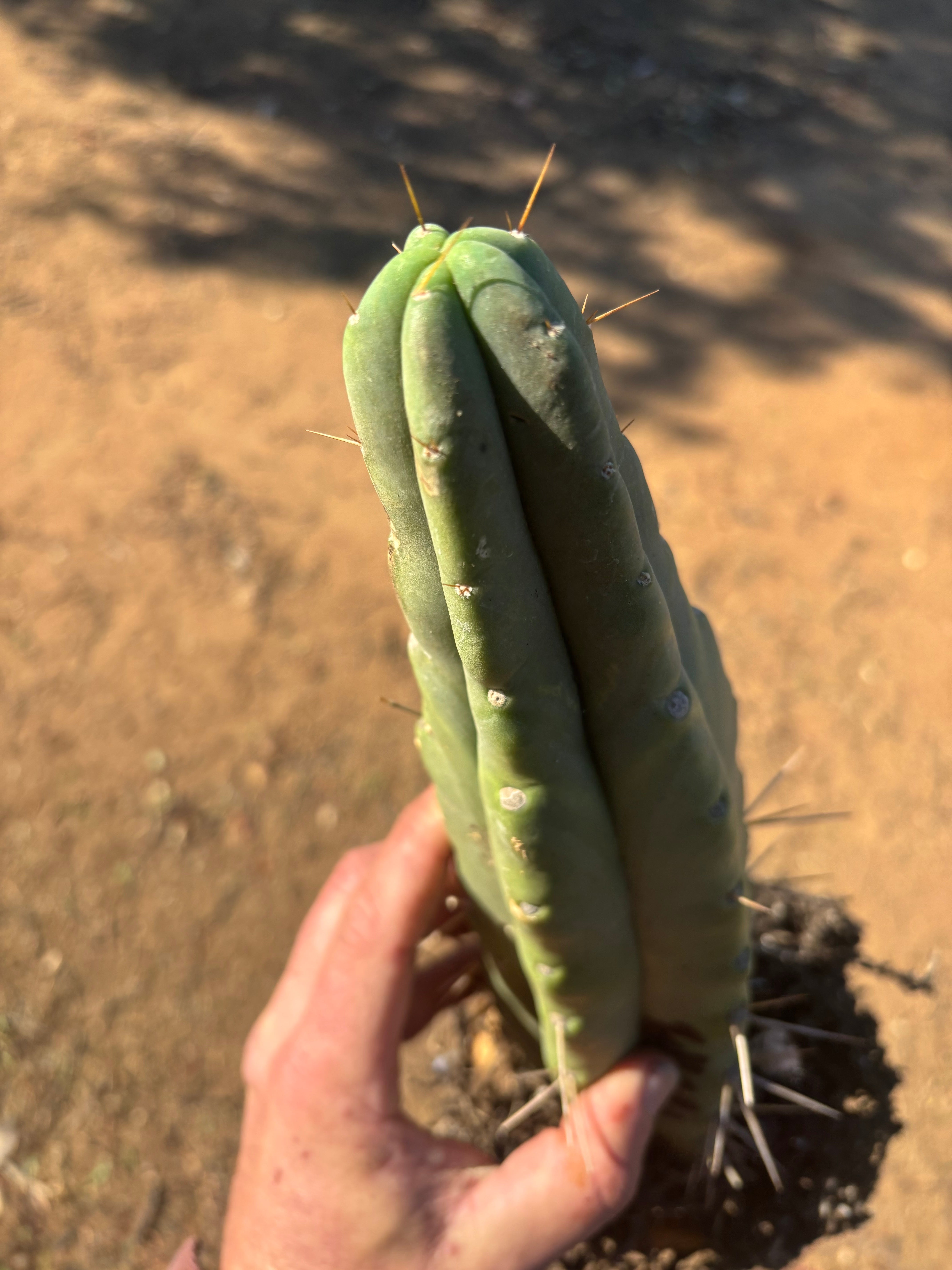 👑🌶️🌶️ Eileen — Rooted 14” Tip