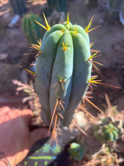 👑💎🌶️ Bluejones  — Flawless 10” Pup