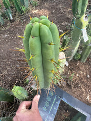 👑🌶️🌶️ Jiimz Twin Spine  — 13” Pup