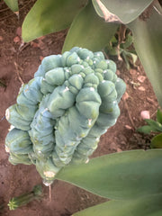 *👑💎 Glorp! — Thick 7” Tip