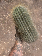 💎💎 T. Atacamensis — Massive Pup (Last One)