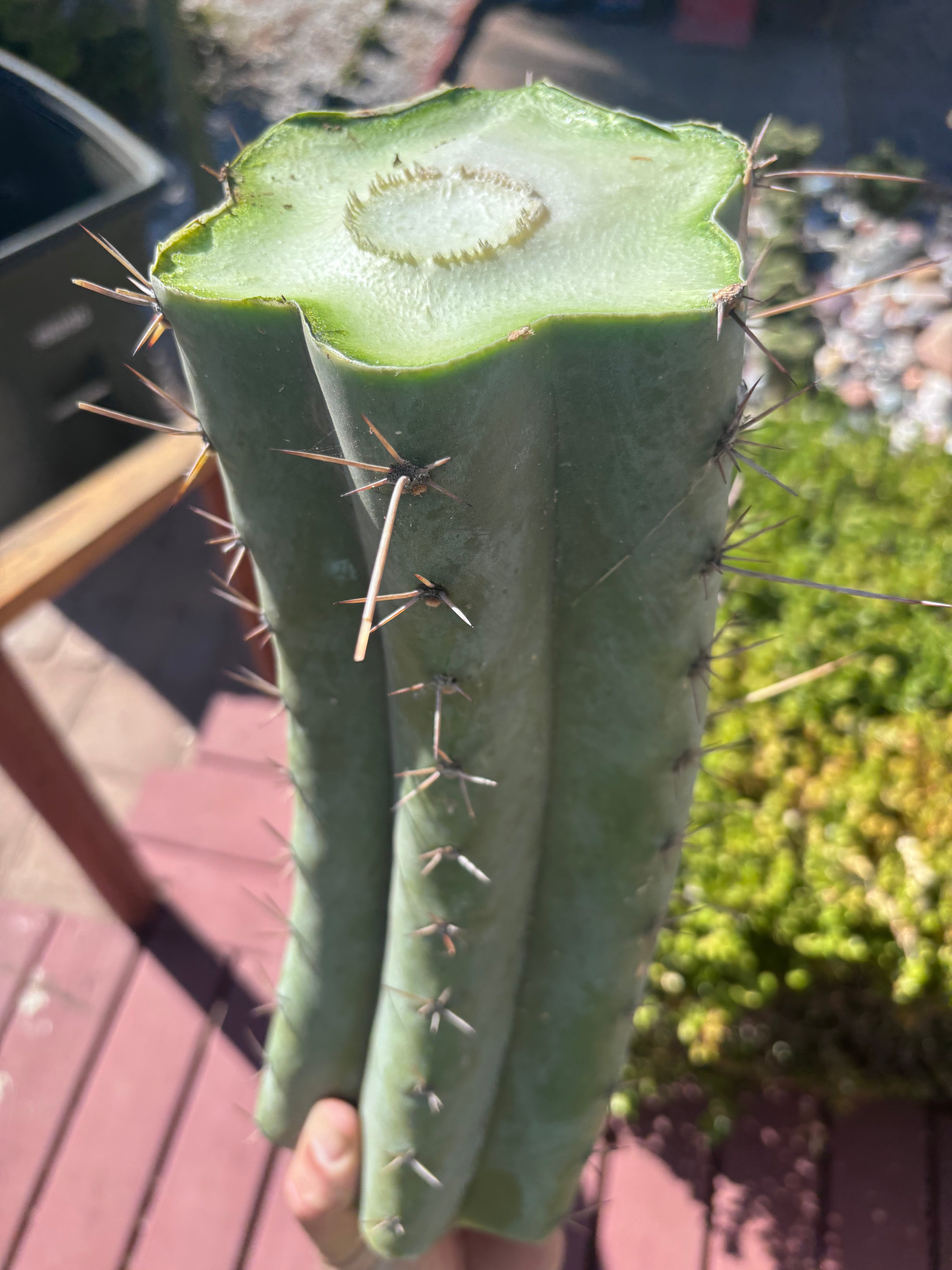 💎👑🌶️ CGG — Massive 15” Mid