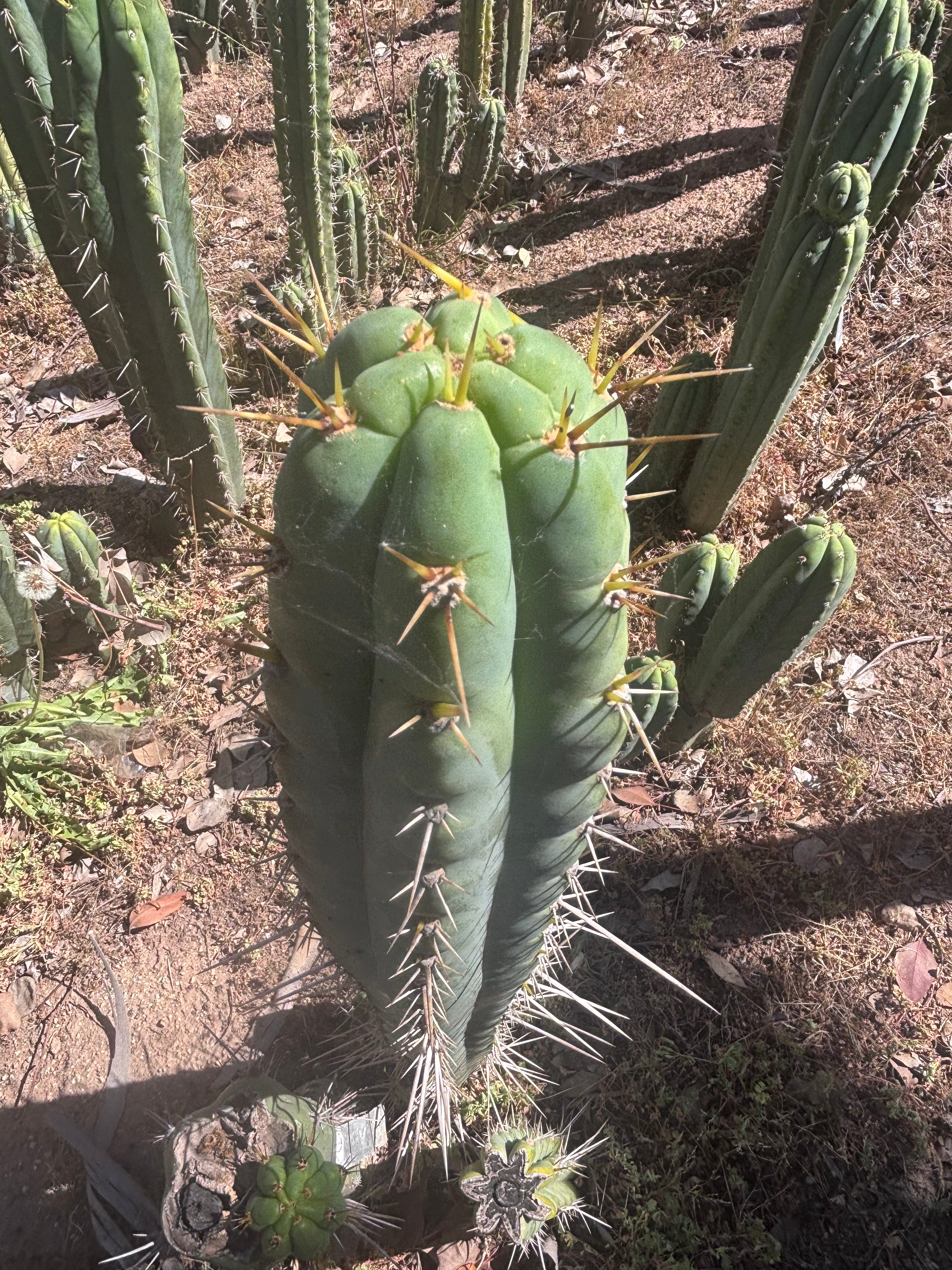 💎 Colossus x Clyde — XL 14” Tip