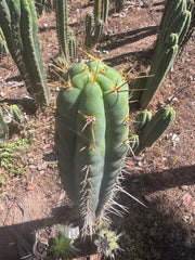 💎 Colossus x Clyde — XL 14” Tip