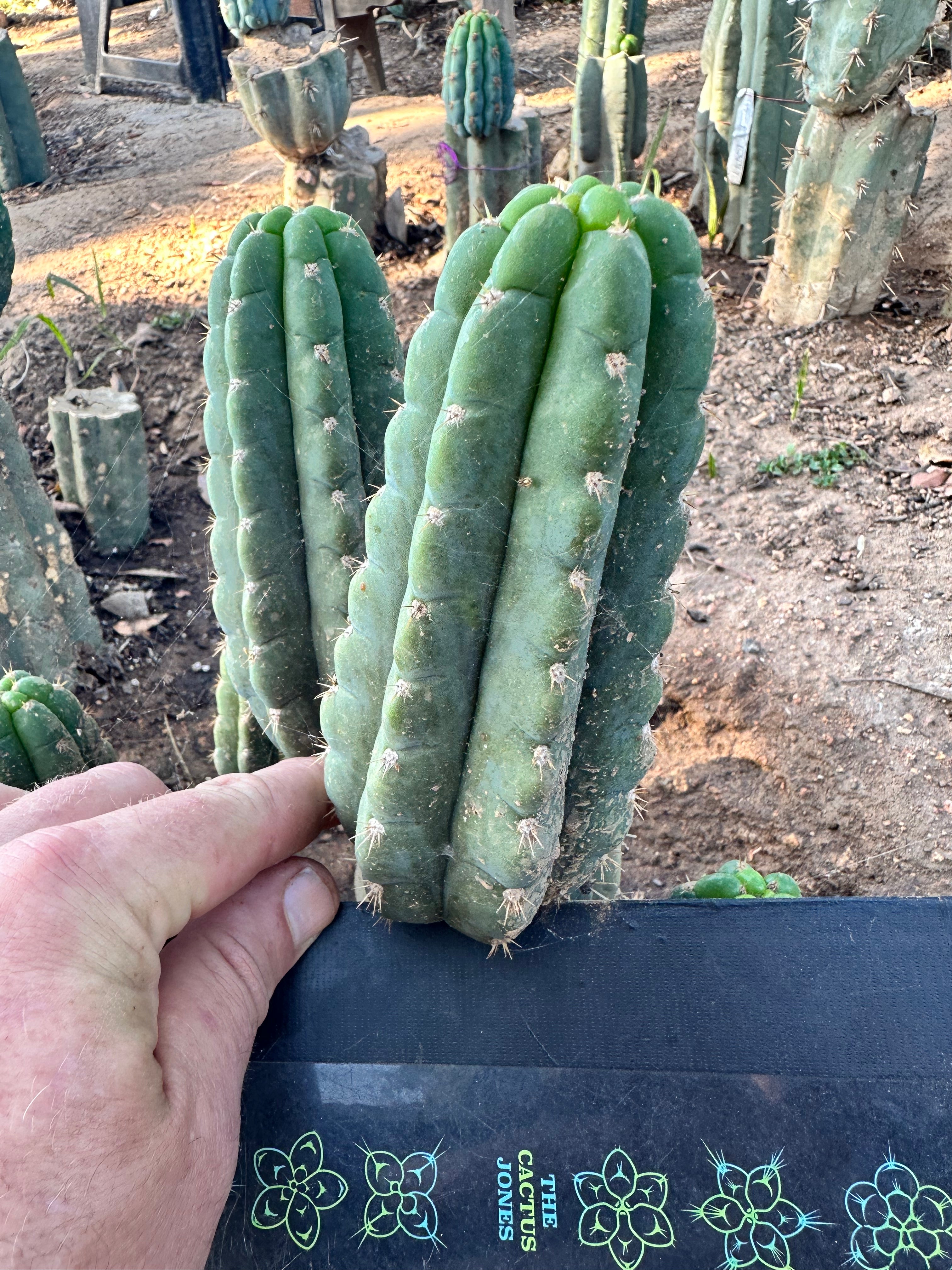 💎👑 Ichoca — 6” Pup