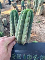 💎👑 Ichoca — 6” Pup