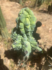 👑💎 Glorp — FAT XXL Graft