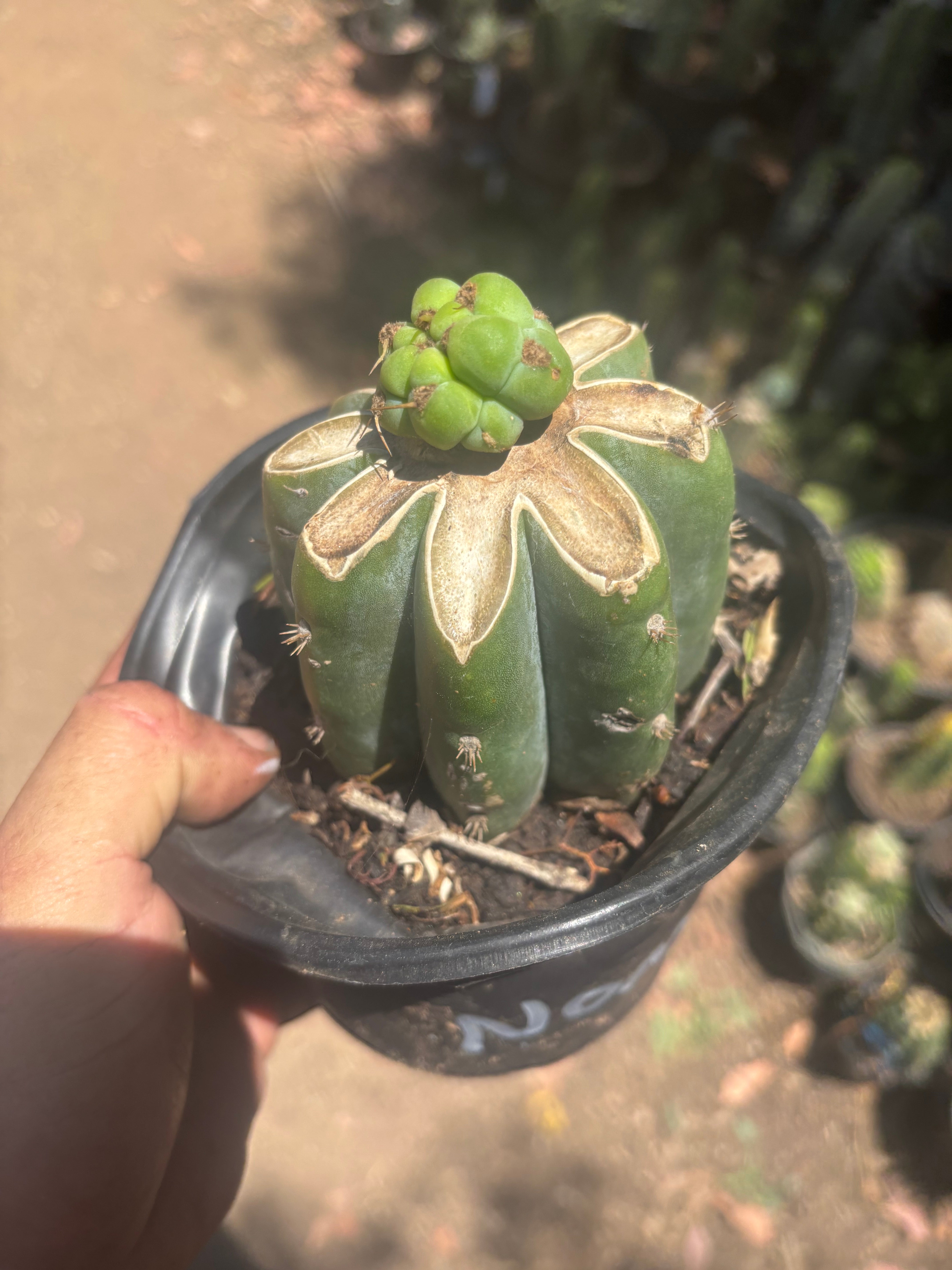 💎🌶️🌶️ NOM — Pup Graft On Rooted Shine01