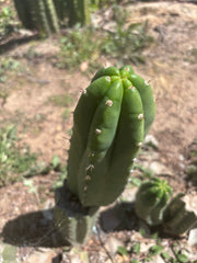 👑🌶️🌶️ Landfill — 10” Pup