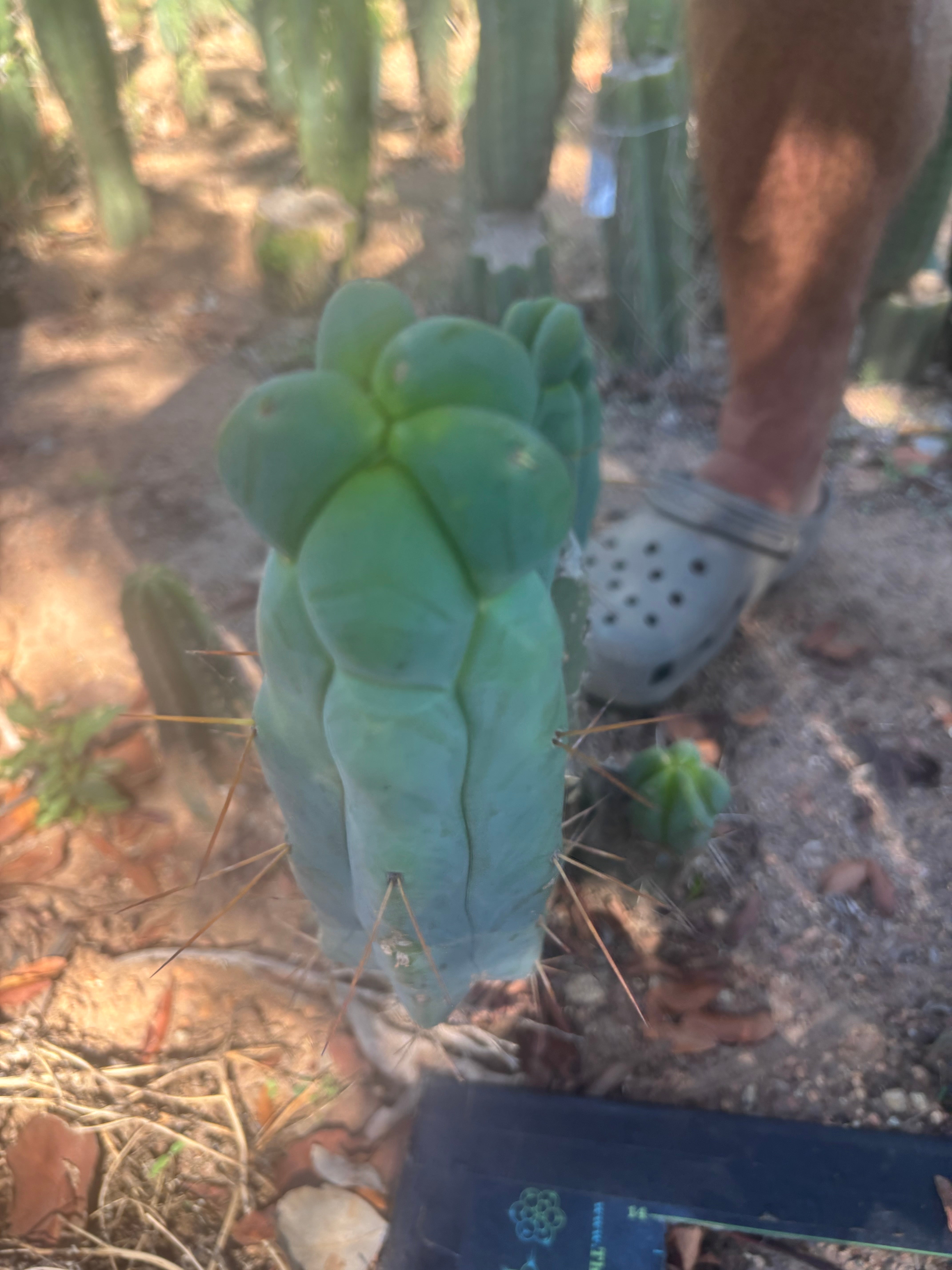 👑💎🌶️ Caballero — 11” Pup
