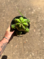 👑💎 DeCosta — 7 Rooted Tips in One Pot