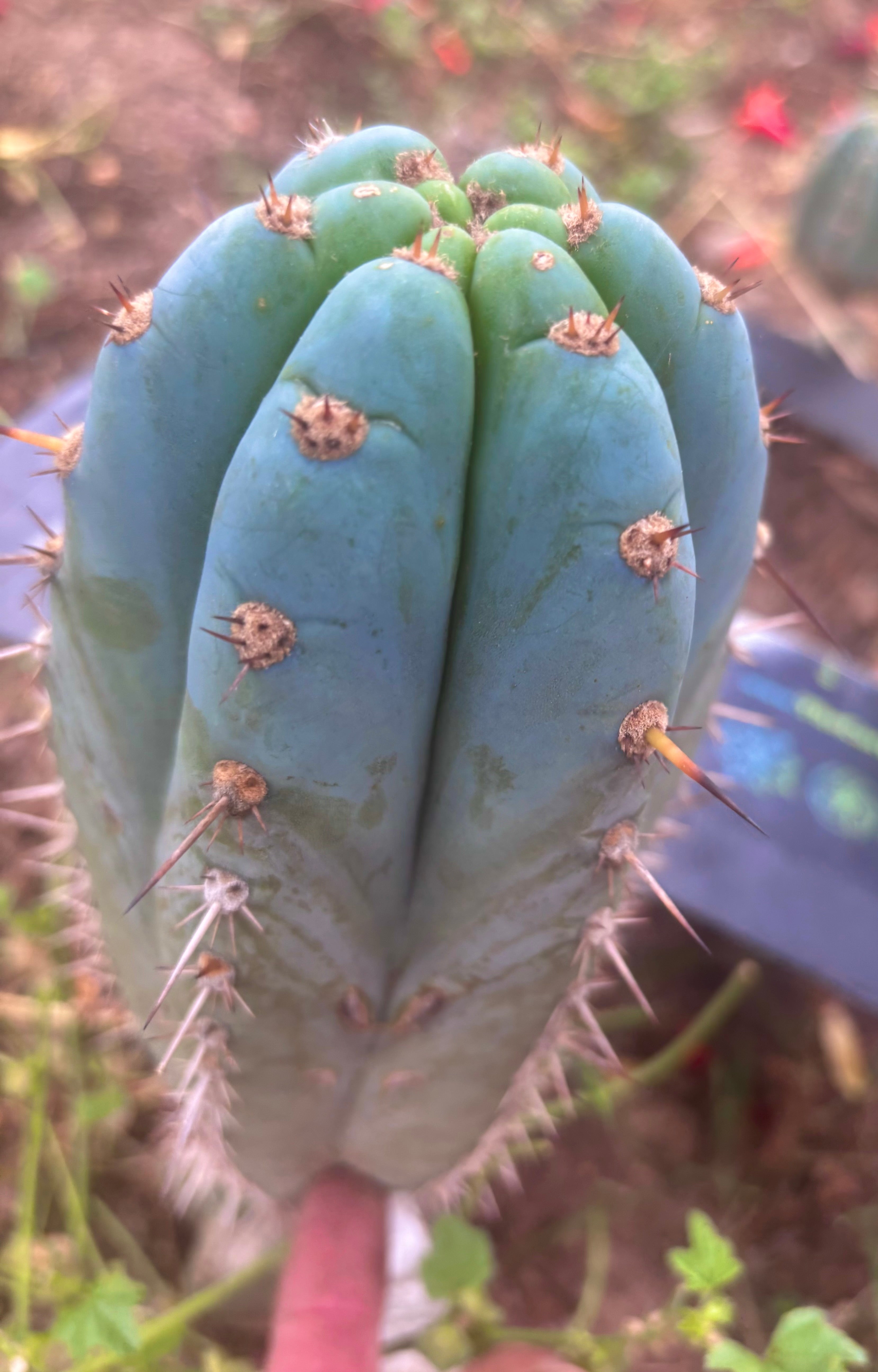 💎👑💎 Althea — Chonky 7.5” Tip