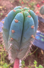 💎👑💎 Althea — Chonky 7.5” Tip