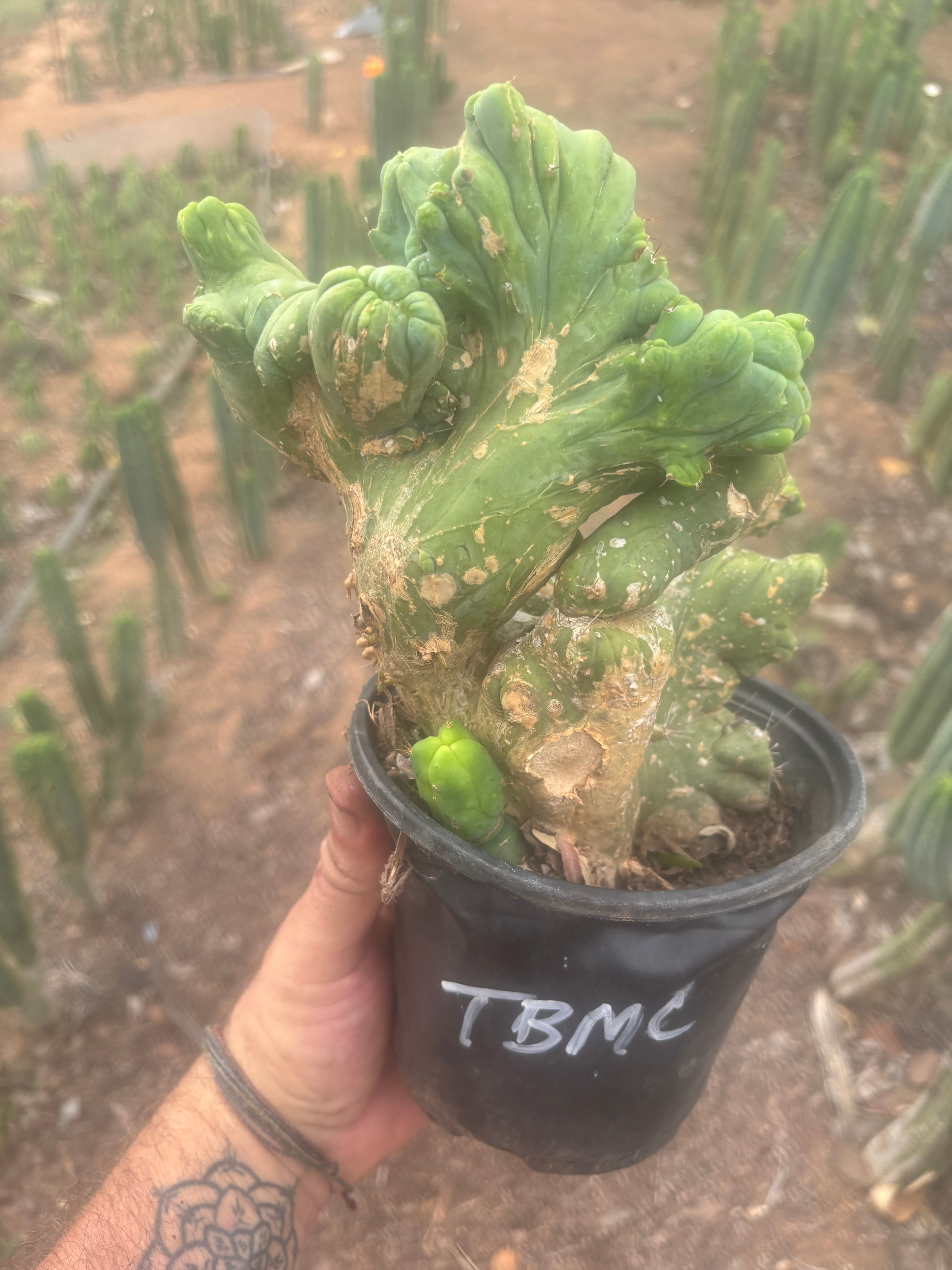 💎👑🌶️🌶️ TBMC — Large Rooted Specimen