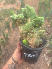 💎👑🌶️🌶️ TBMC — Large Rooted Specimen
