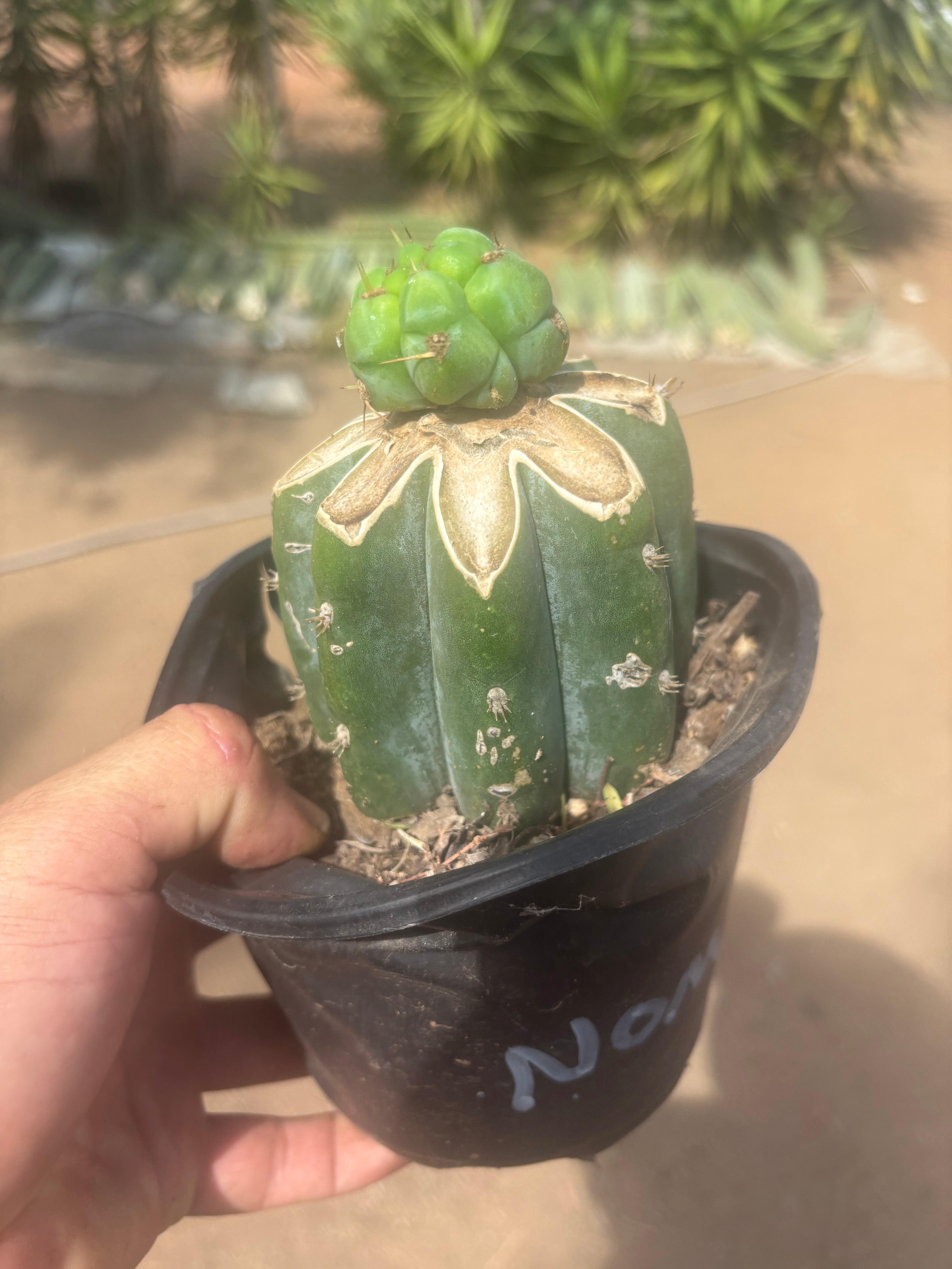 💎🌶️🌶️ NOM — Pup Graft On Rooted Shine01