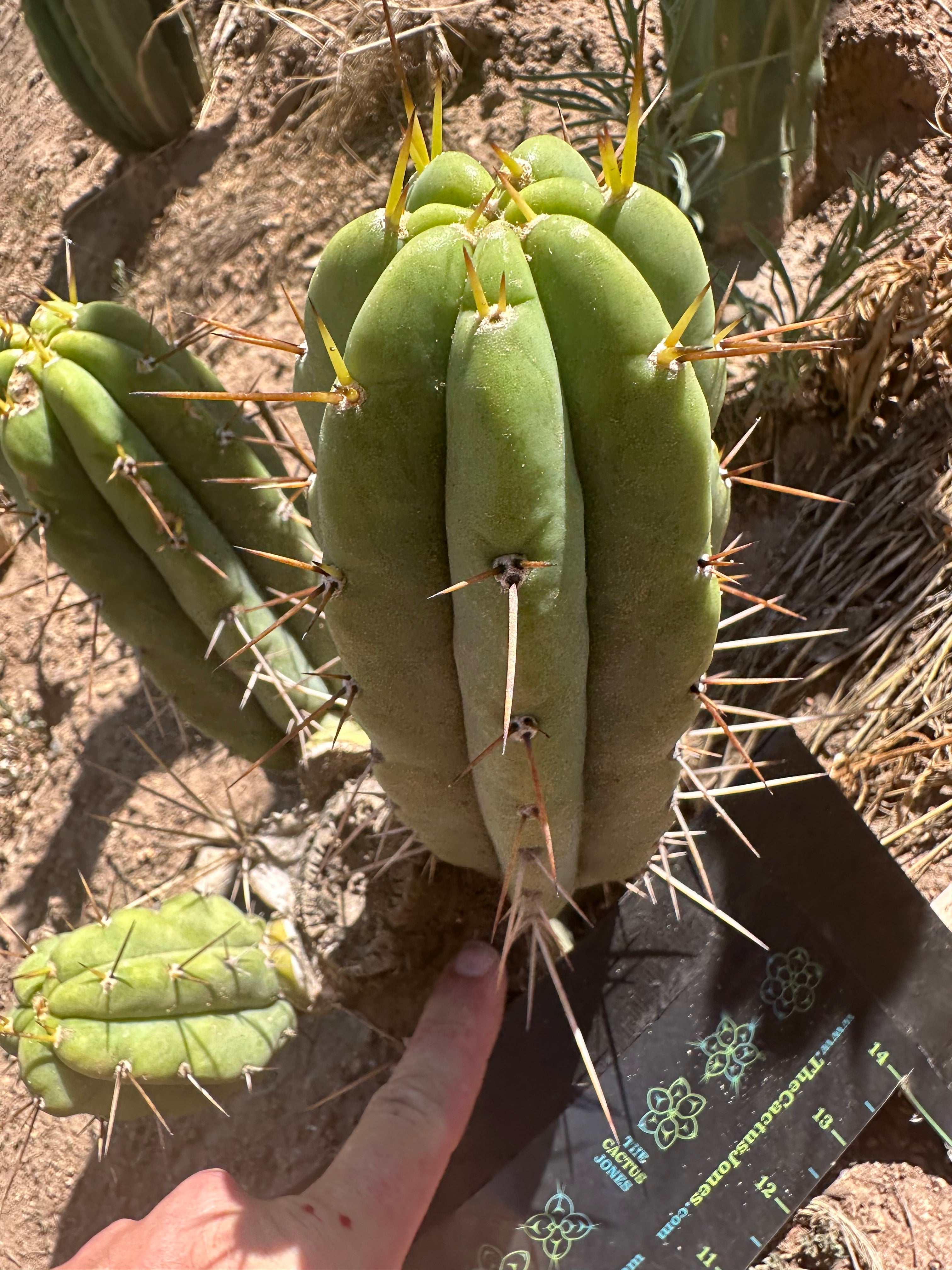 🌶️🌶️⚠️ E.R. — 9” Pup