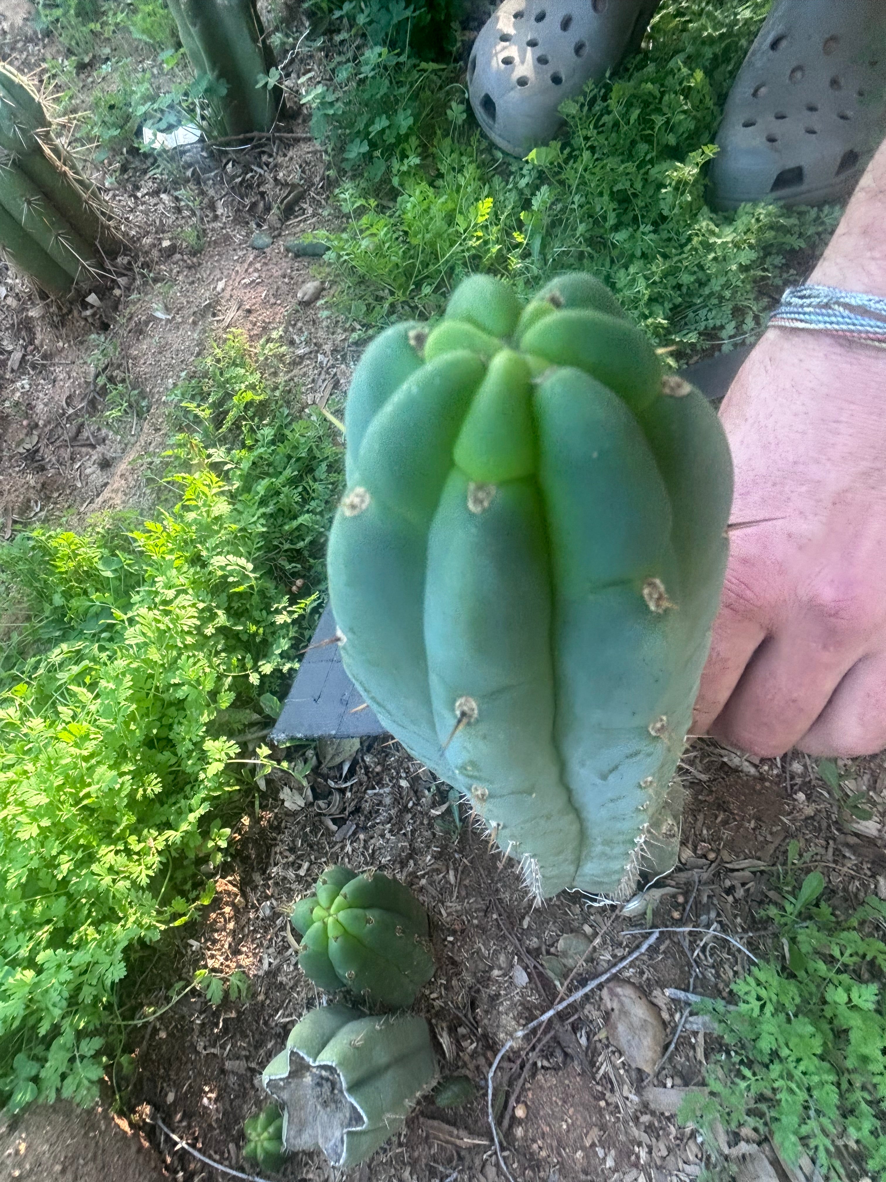 💎👑🌶️🌶️ Austy’s Bomb — 9” Tip