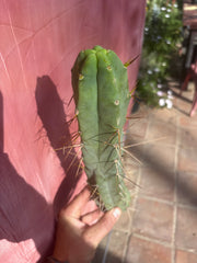 👑🌶️ TBQM  — 14” Tip