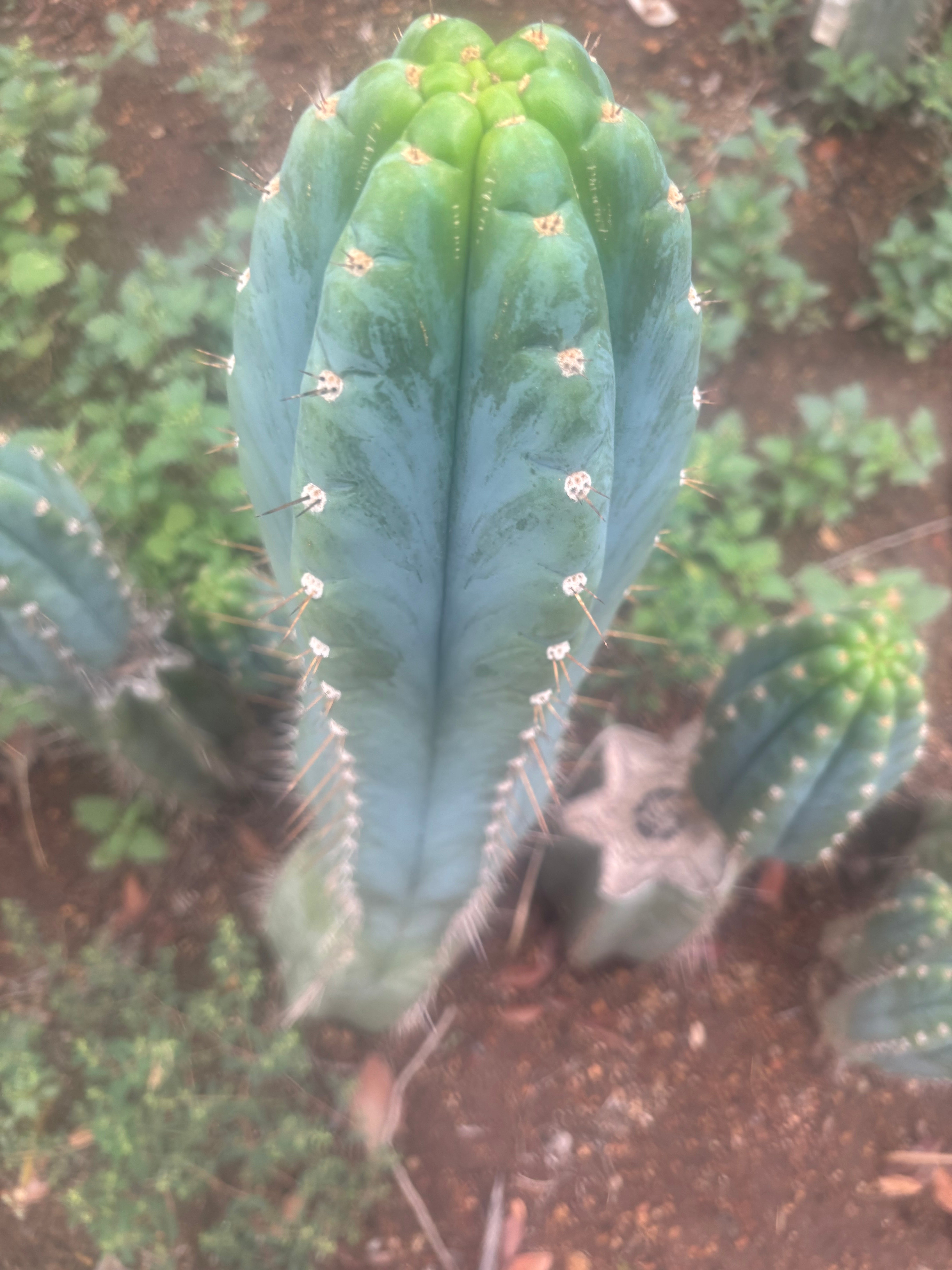 💎👑 Papa Smurf — BIG XL 14” Tip