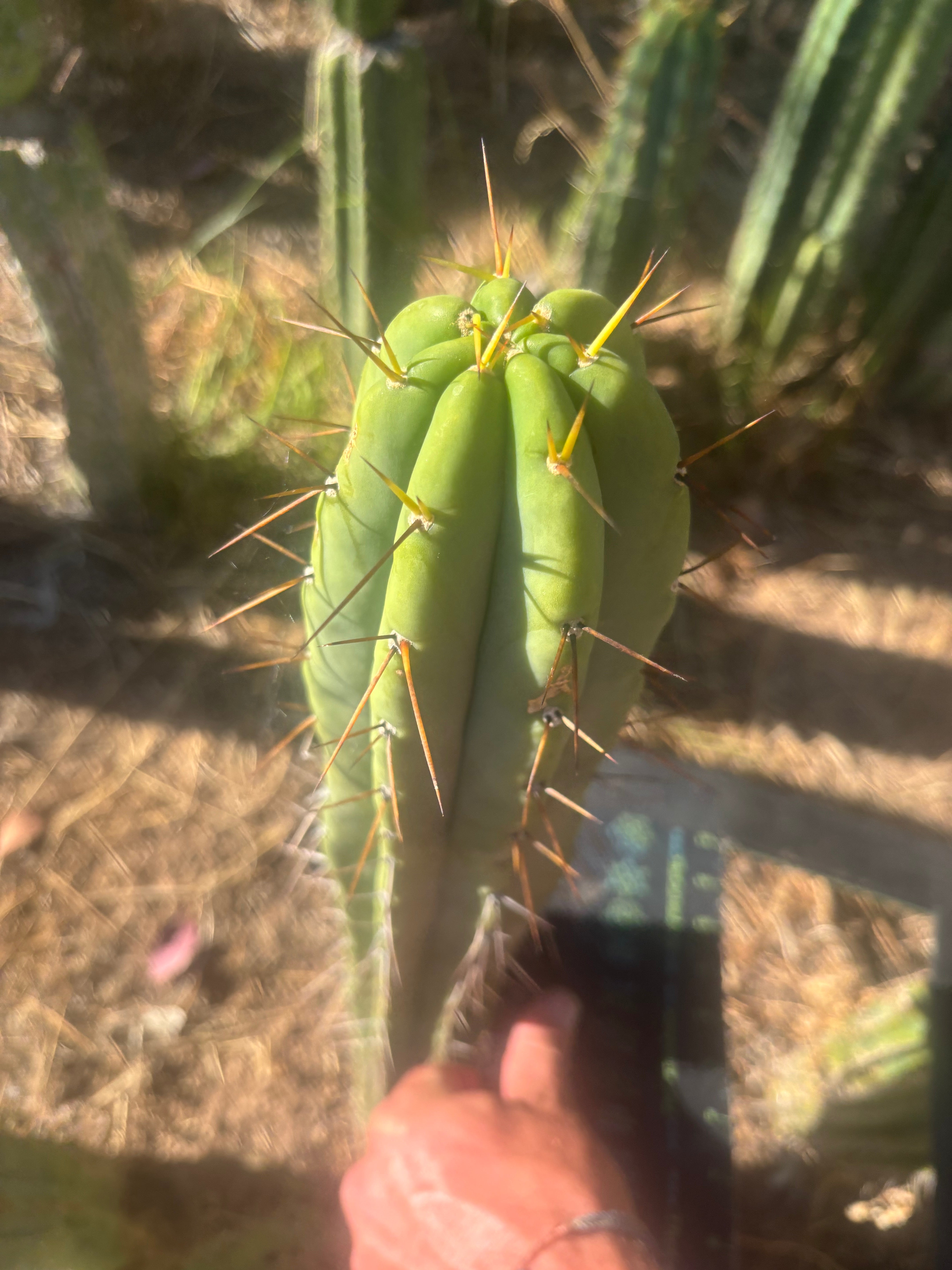 👑🌶️ CA1 Sherman — XL 14” Tip