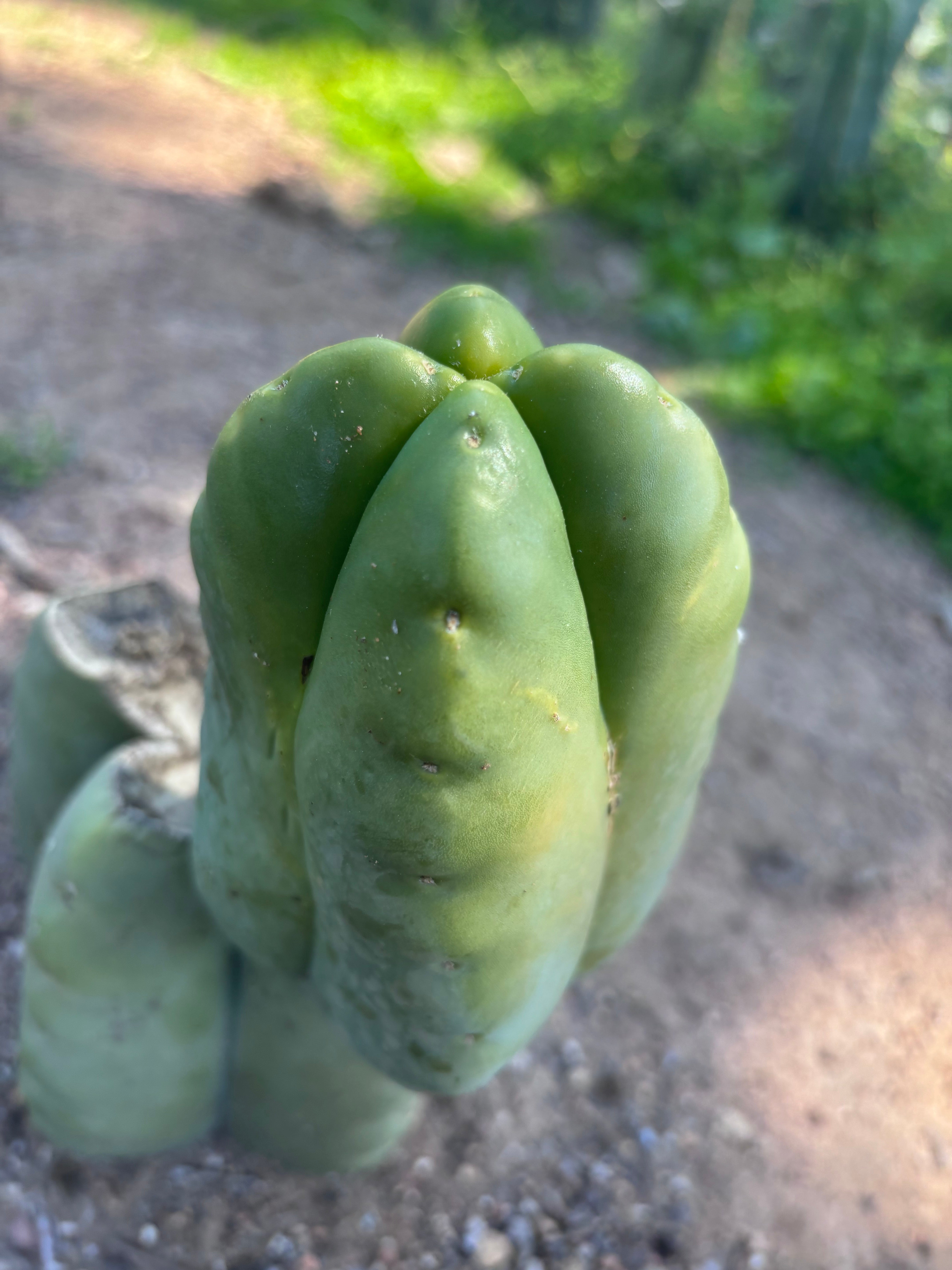 💎👑💎🌶️ And Another … FourWang Ferah Chub Muffin
