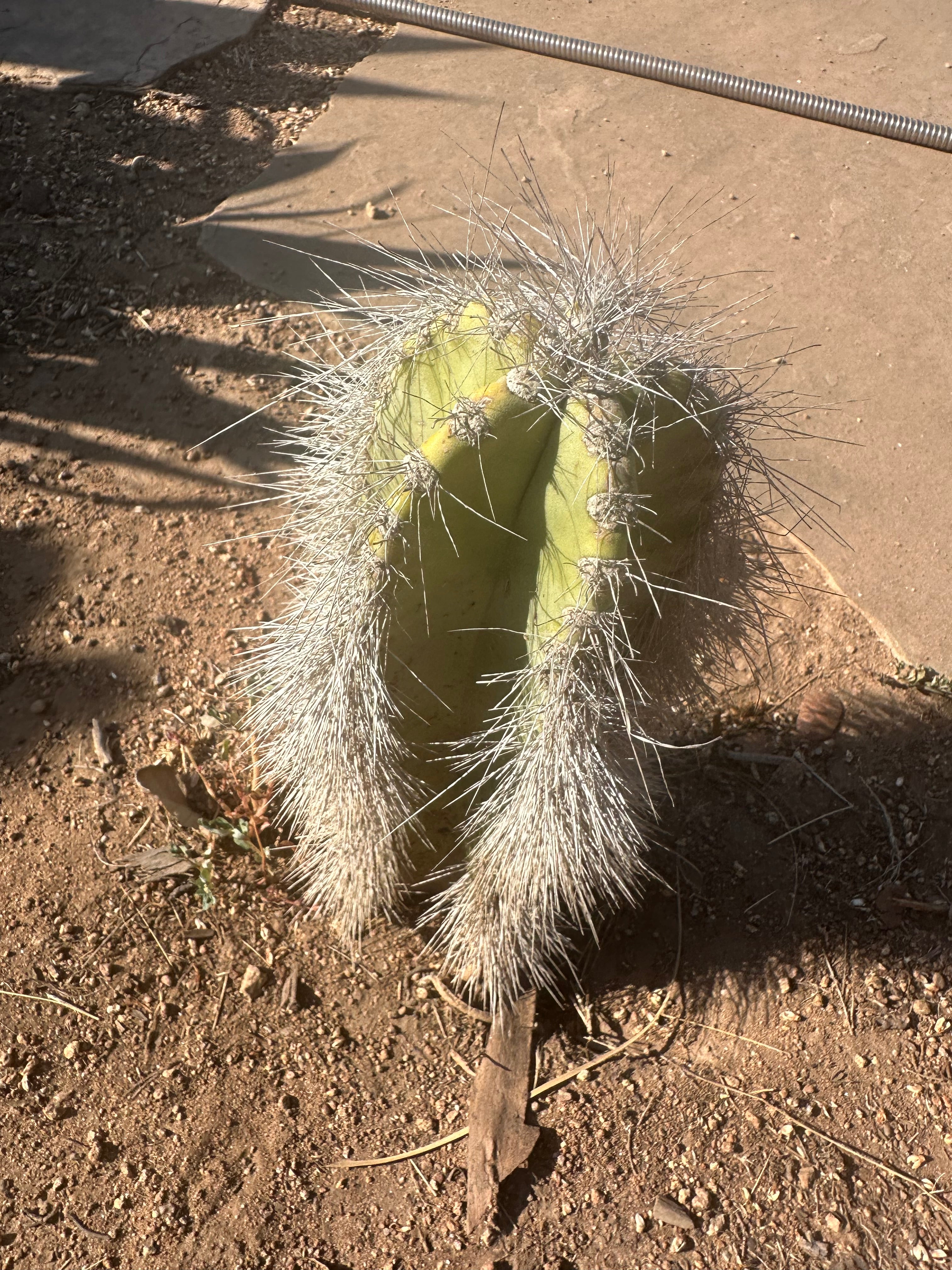 👑 Wooly Rhino — Rooted 11” Whole Plant